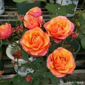 20种最适合春天种的花,好看、好闻、好养---总有一款适合你
