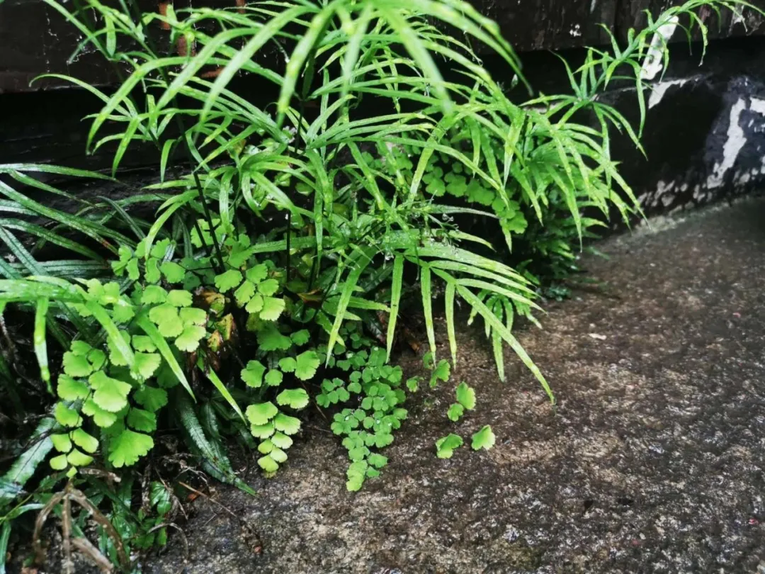 寻一方清净小院，守得清欢慰平生