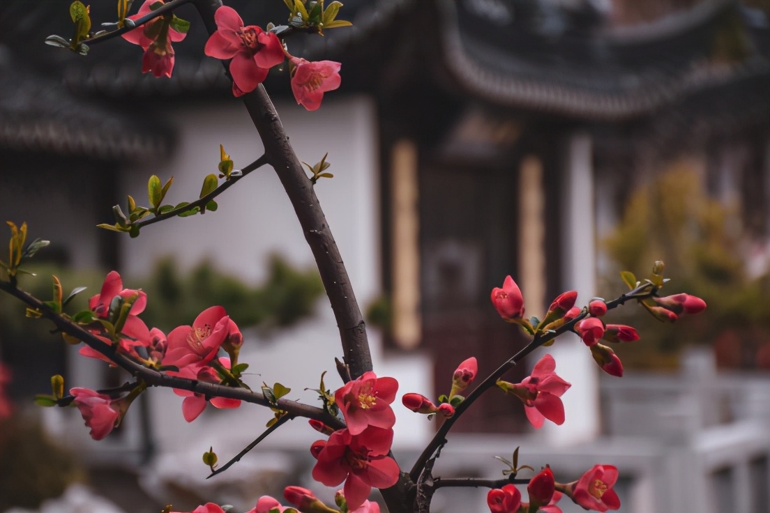 高清大图惊艳来袭！或许，“她”就是南京大学最美校花！