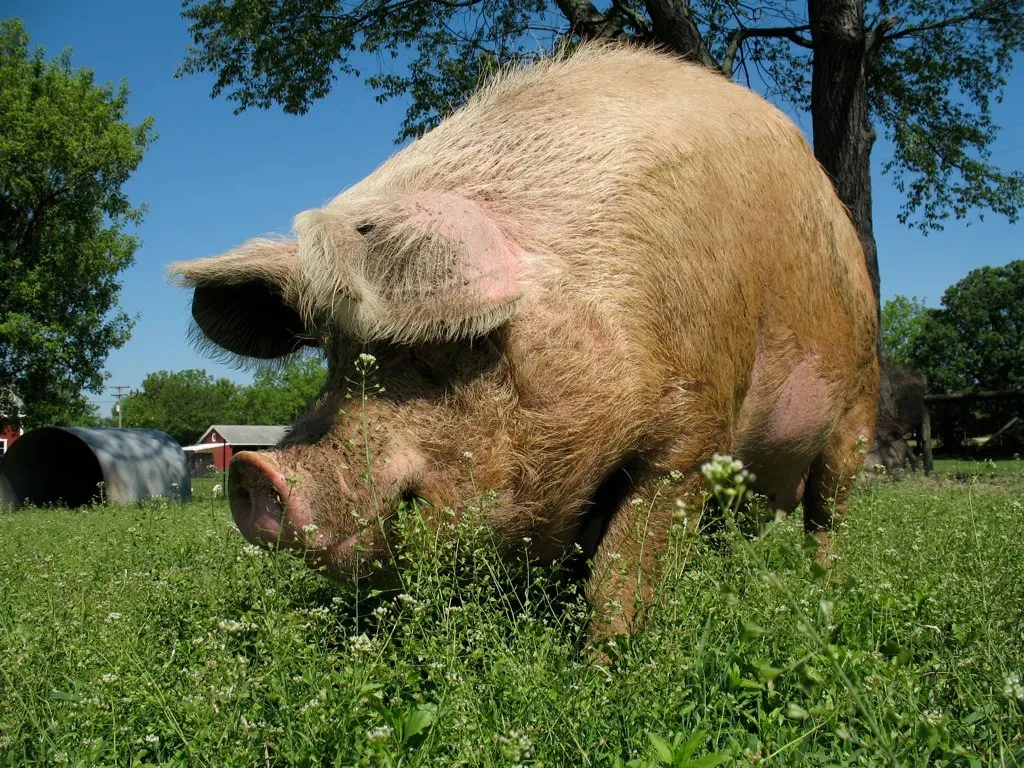 原来,荷兰是个猪猪天堂