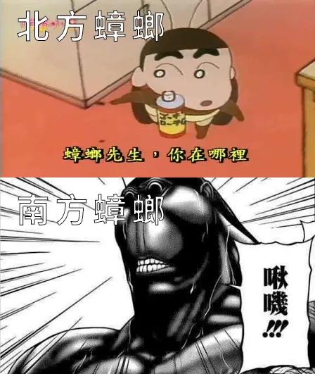 北方的蟑螂是普通怪 北方是什么蟑螂 - 情书号