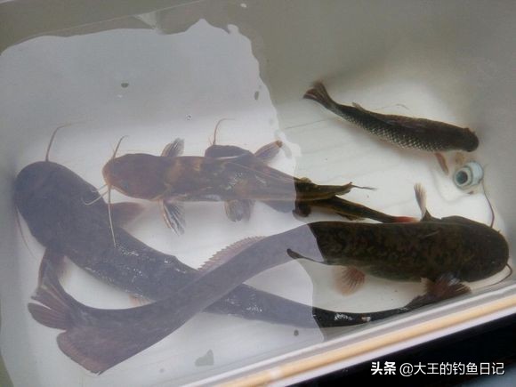 用手竿钓不到鱼？试试串钩吧，深度分析串钩的优势与作钓技巧