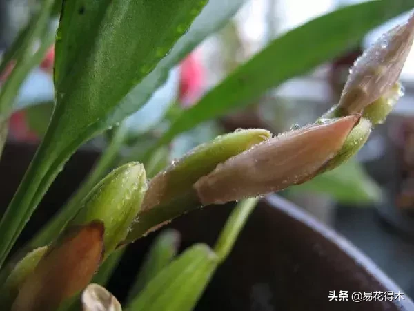 兰花分泌花蜜的蜜腺什么部位？花蜜能不能食用？