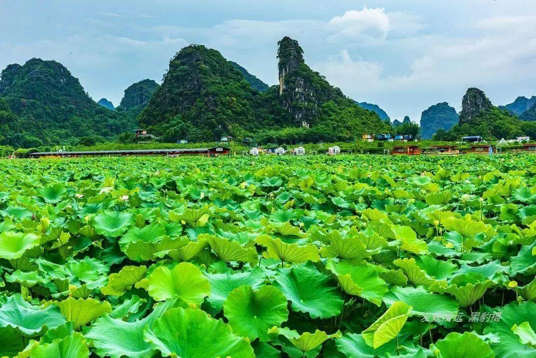 一湖碧荷夏渐深，荷花溢香醉芳心