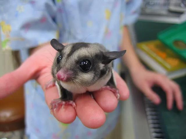 出袋才20天的蜜袋鼯怎么养最佳科普