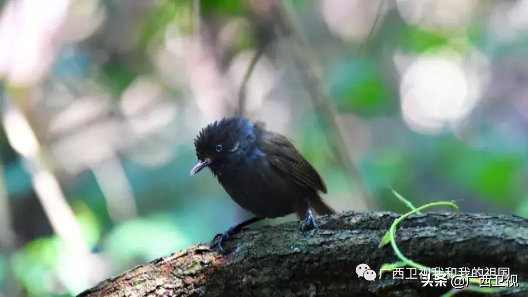 为造地雷浑身是伤，俘虏级别最高国民党将领……他们都是解放广西的英雄