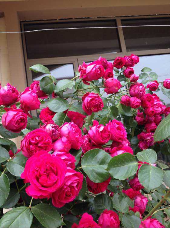 藤本月季红龙好不好?好,但它有这个缺点