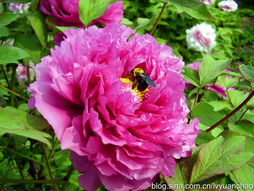 “诗豪”中山靖王刘胜后代刘禹锡 诗词150卷：便引诗情到碧霄