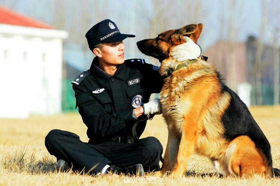 阿拉斯加犬多少钱一只？一般在2000-5000元左右-第23张图片