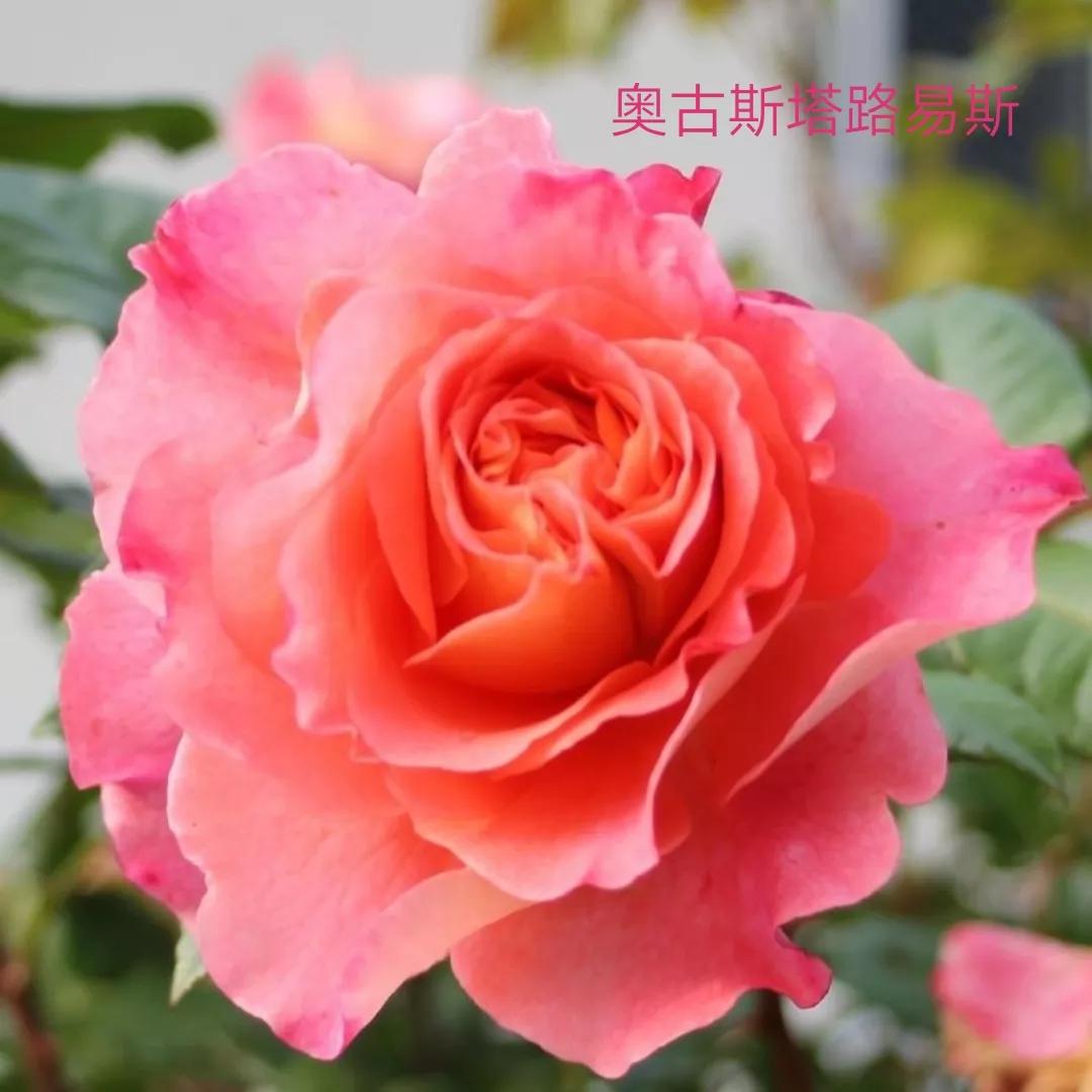 艾莎月季优缺点月季（常见切花月季详细介绍）