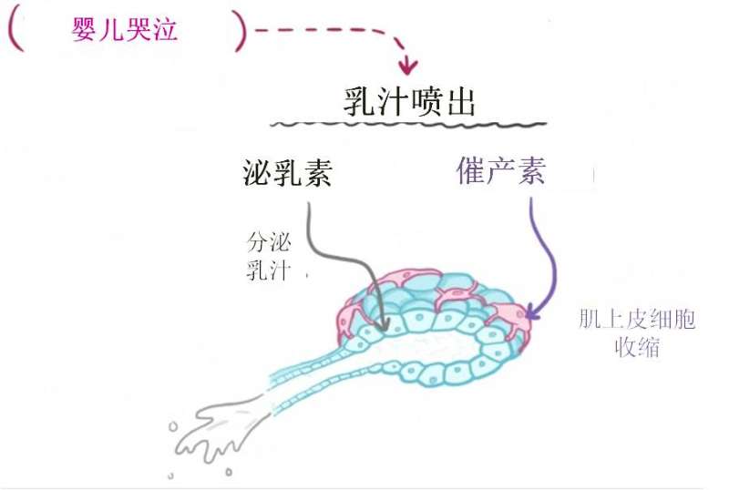 如何判断母乳够不够吃