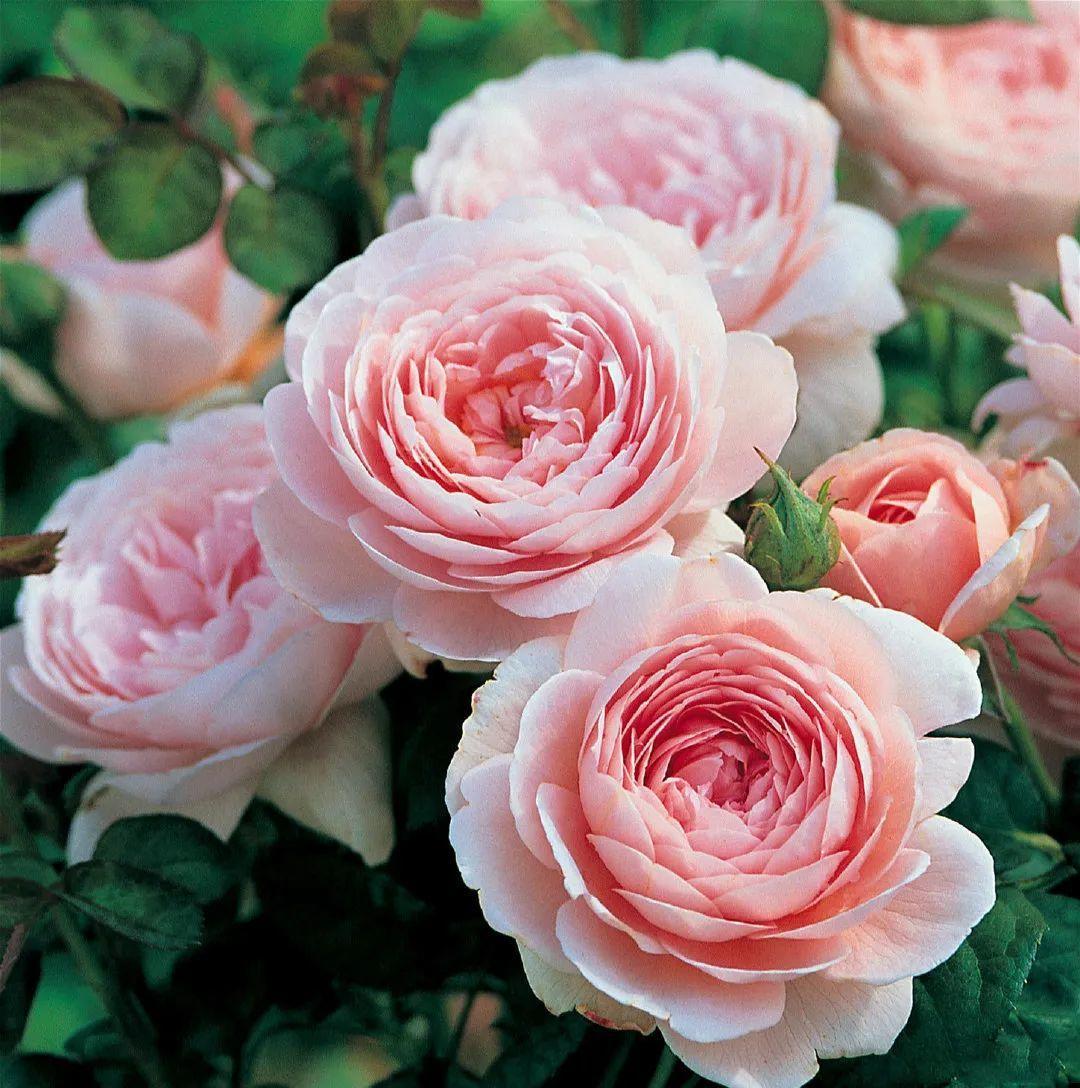 属于夏日的50种经典月季-属于夏日的50种经典月季花 - 114知识网