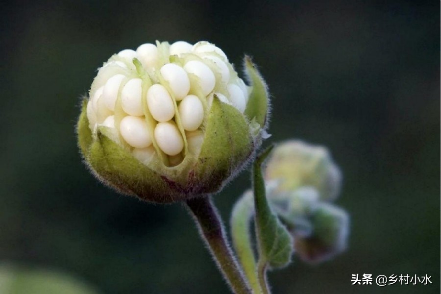 麻桿是什麼植物(麻桿的多種用途和生長環境)