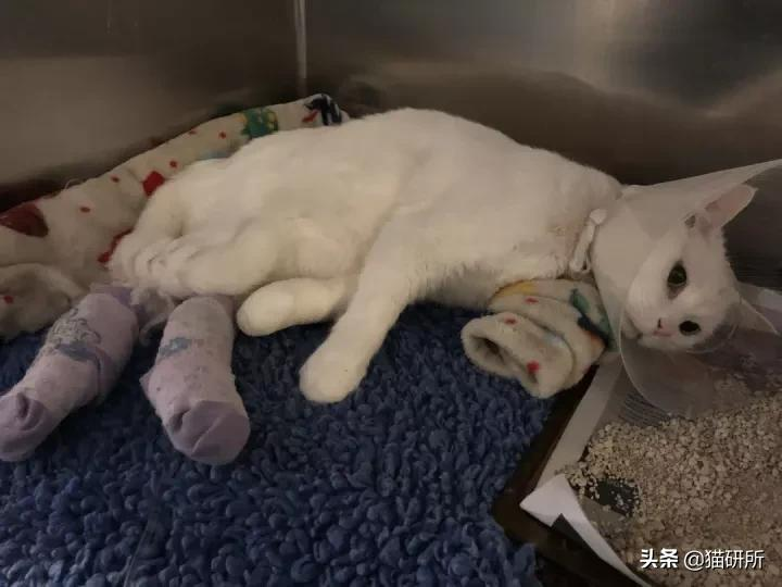 从瘫痪到死亡只有几小时,猫血栓到底有多凶险?