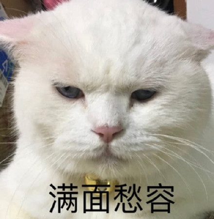 猫咪表情包：今天也是元气满满的一天