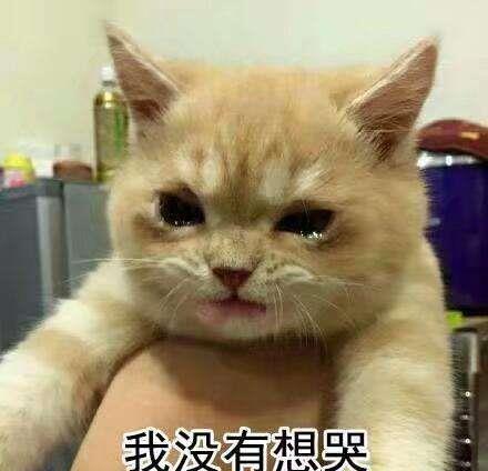 猫咪在什么情况下会流泪？记住这几点