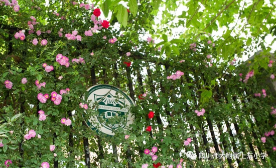 四川师范大学附属上东小学2020年秋季一年级招生公告