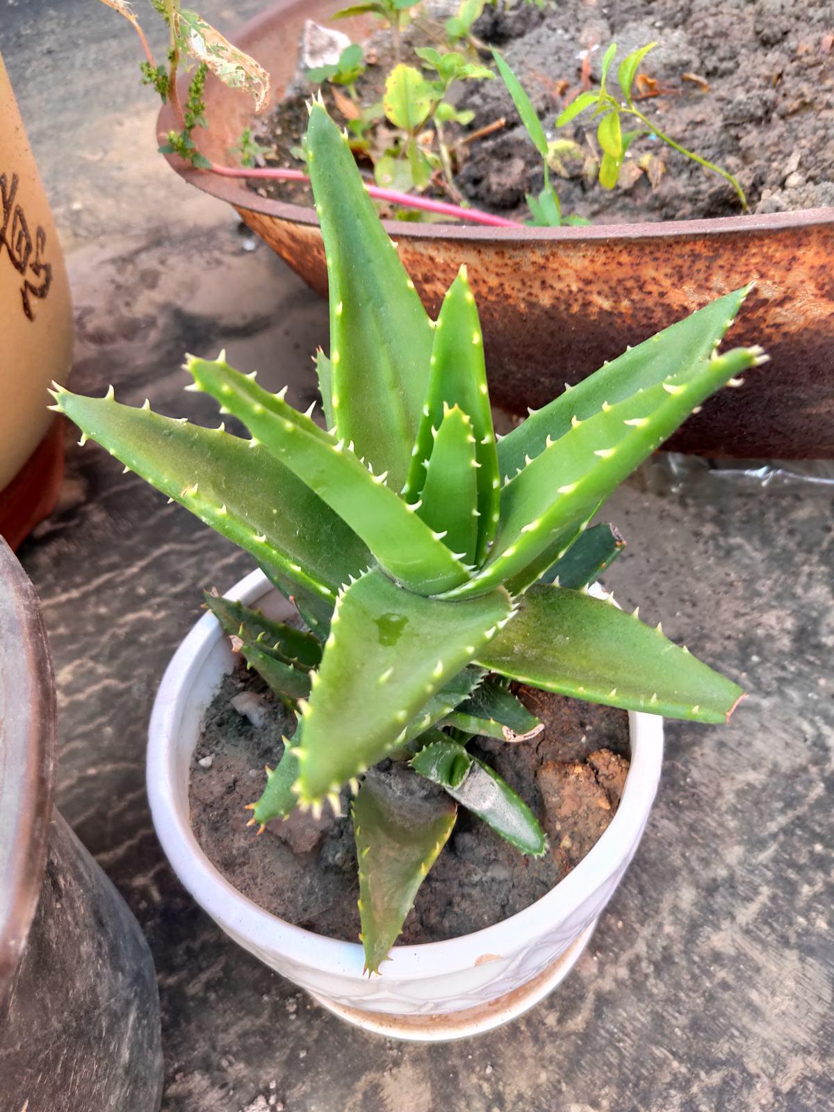 30种观叶植物,能观赏也净化空气,总有一种你养过
