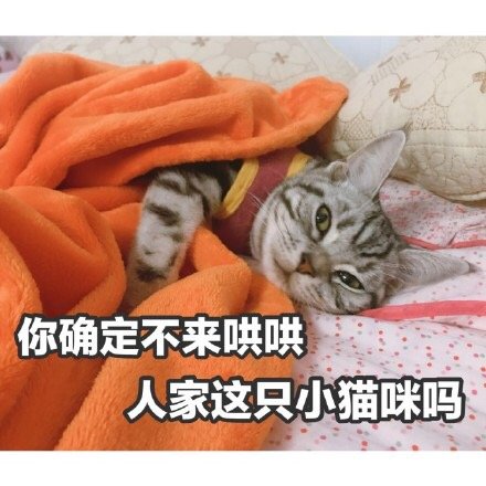 猫咪表情包：我要一个亲亲