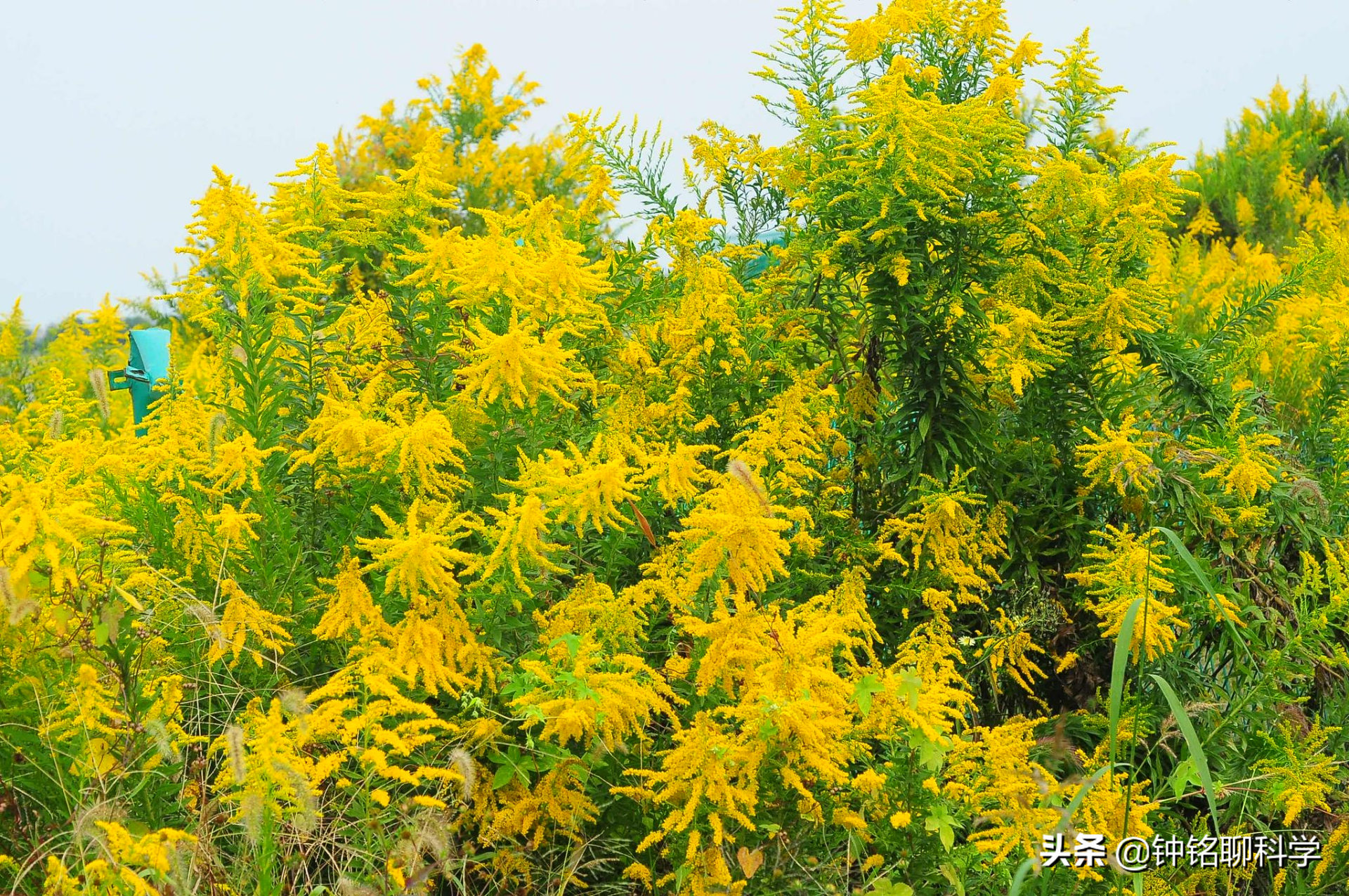 全城“围剿”！加拿大一枝黄花祸害我国多地，为什么这么难控制？