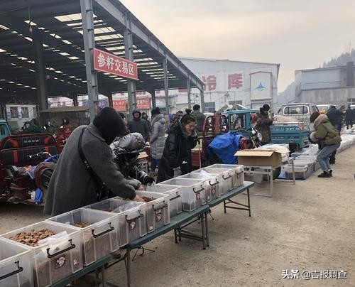 走进抚松万良人参市场感受新鲜事：土特产买卖有了直播“粉丝团”