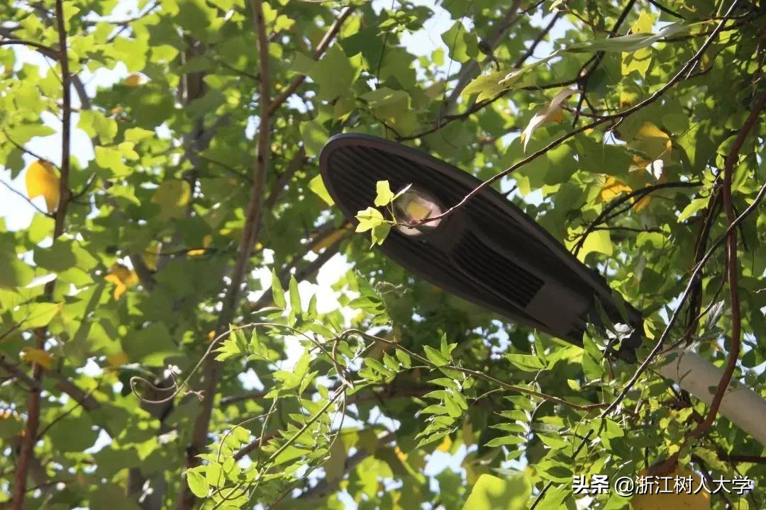 杭州就读，新增5个专业，浙江树人大学专升本2020年招生简章