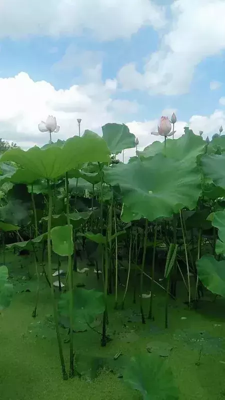 盈盈芙蕖水中开，菡萏尽放，千娇百媚~与君共赏这一池荷香