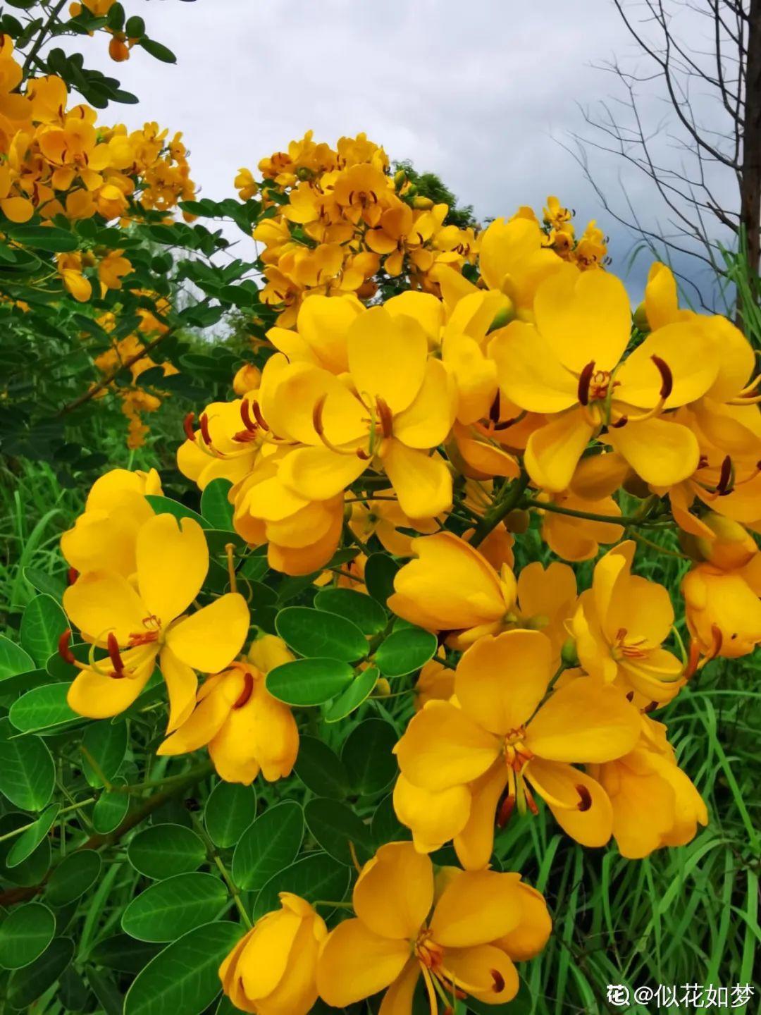 花期长的花有哪些（15种花花期超长能开到明年的花）