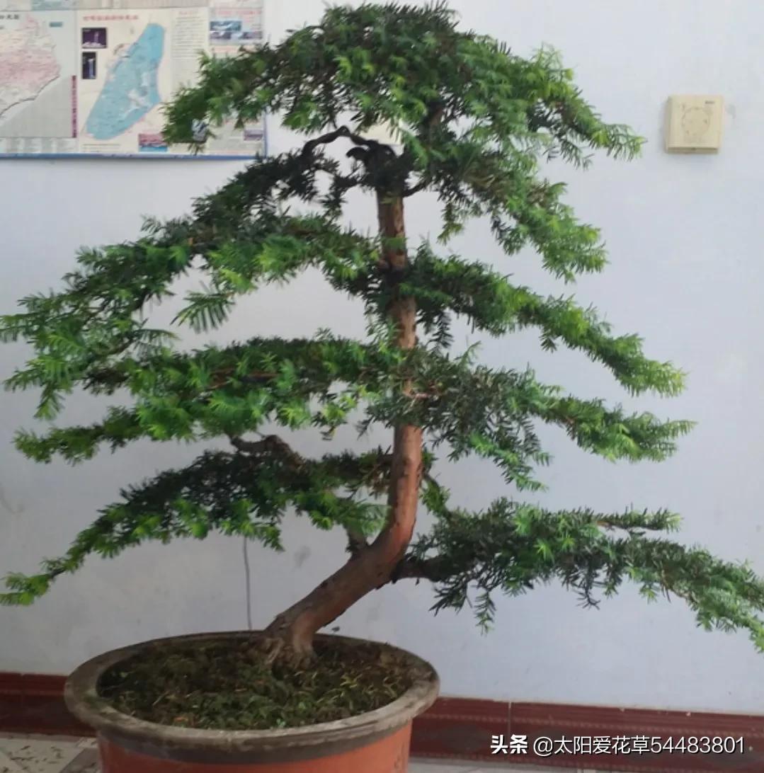 红豆杉树苗价格(哇塞) - 价格百科