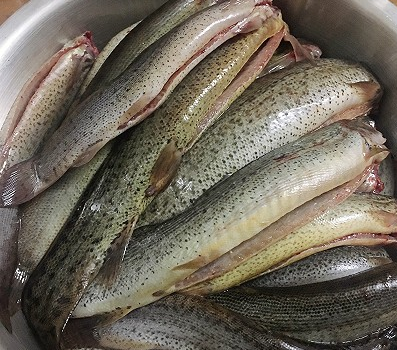 泥鳅汤的做法,泥鳅汤的做法和功效