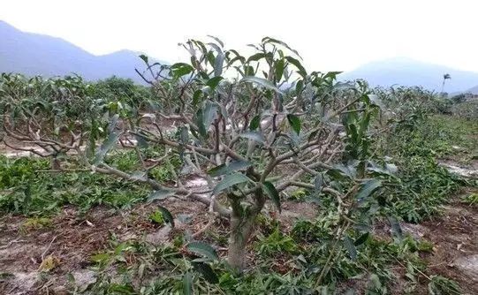芒果采后催熟四步法：轻松掌握自然熟透技巧