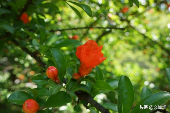 你的美，我无法呼吸：盛开在古诗词里的夏花