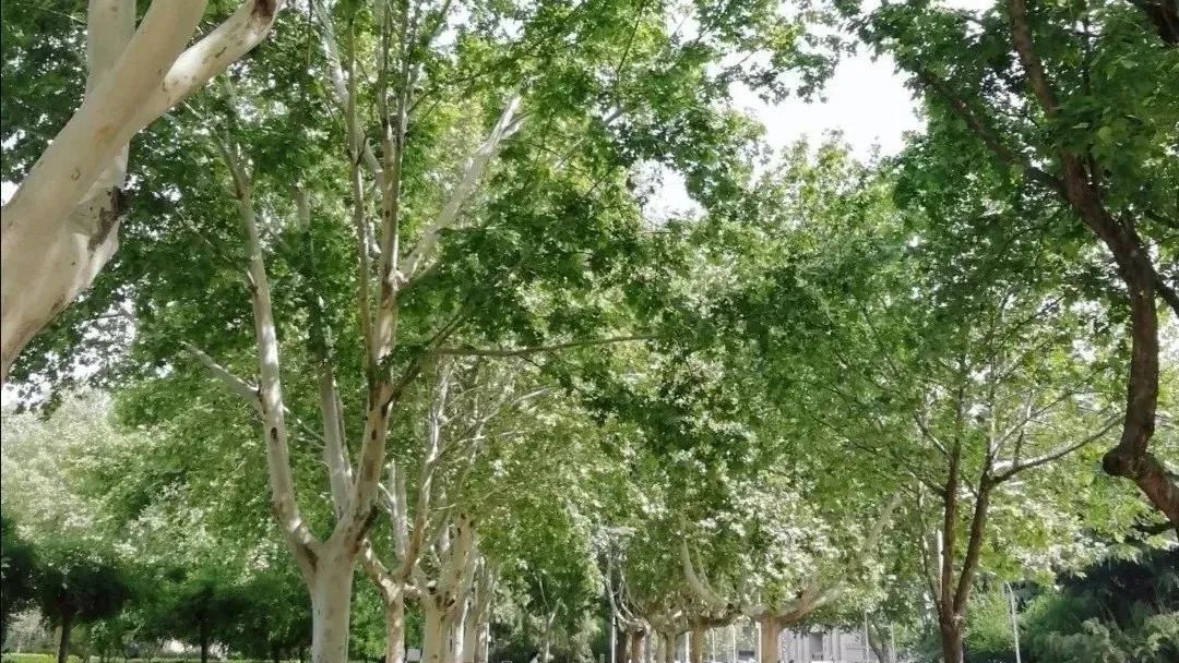 接本院校｜河北师范大学汇华学院：实力与颜值并存