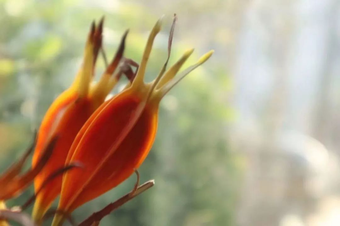 草木人間*橘紅色與梔子(梔子花人間草木) - 趣味頭條