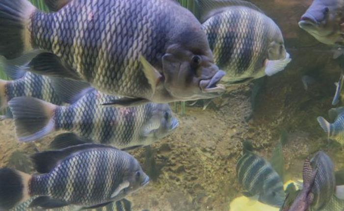 上海水族馆(上海海洋水族馆好玩不？挺好玩，也挺开眼)