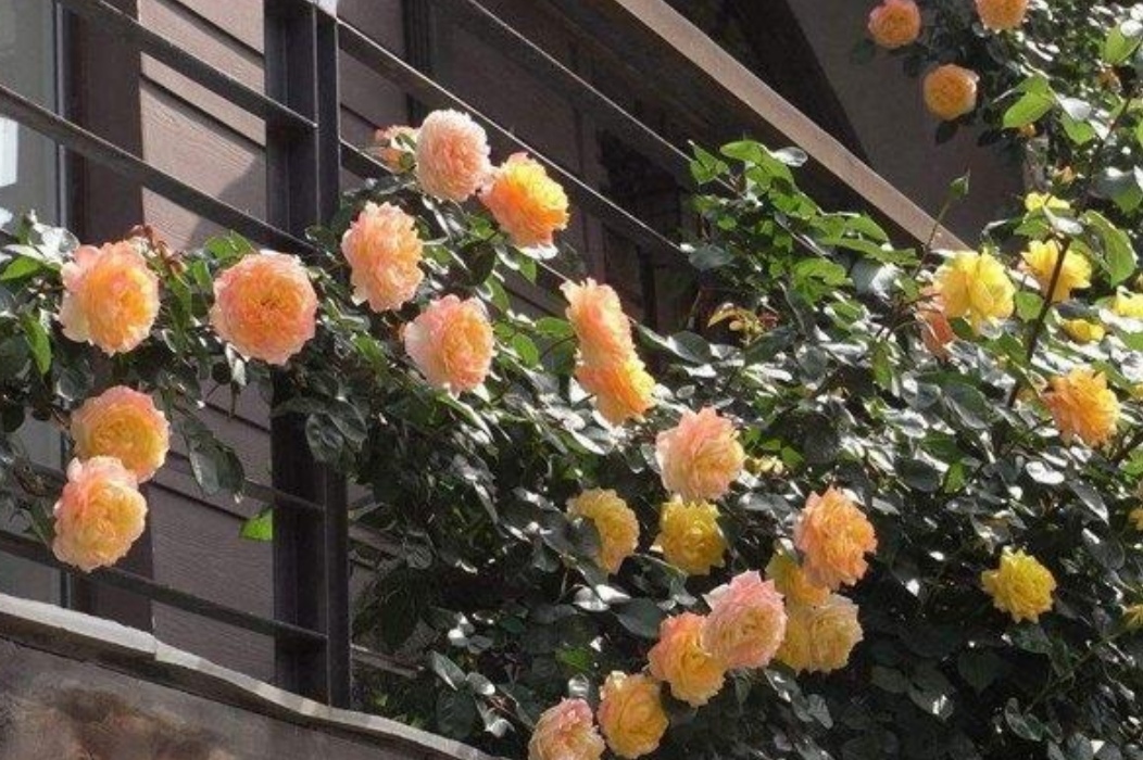 院子里养上4种藤本花卉,花期开成花海,犹如美丽画卷