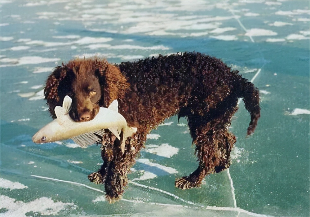 世界犬种智商排名榜前 30 名的聪明狗狗