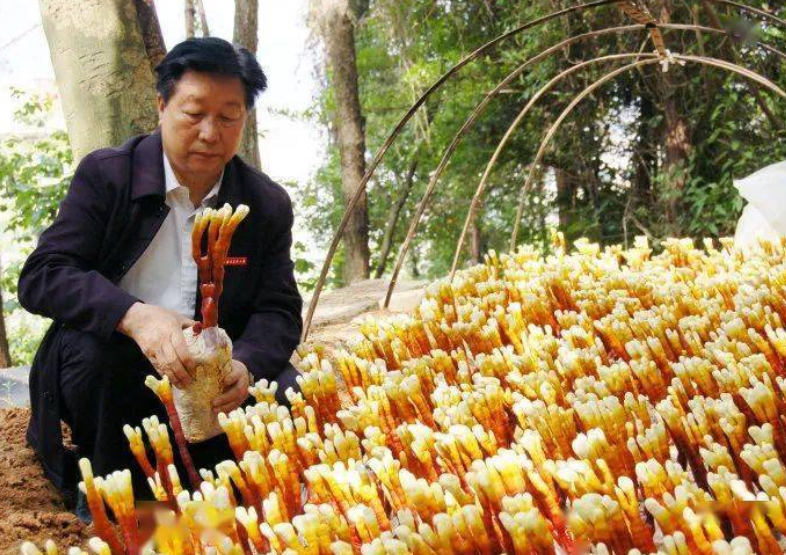 一年收割8次，種一次可以收割15年，巨菌草真的能發(fā)家致富嗎？