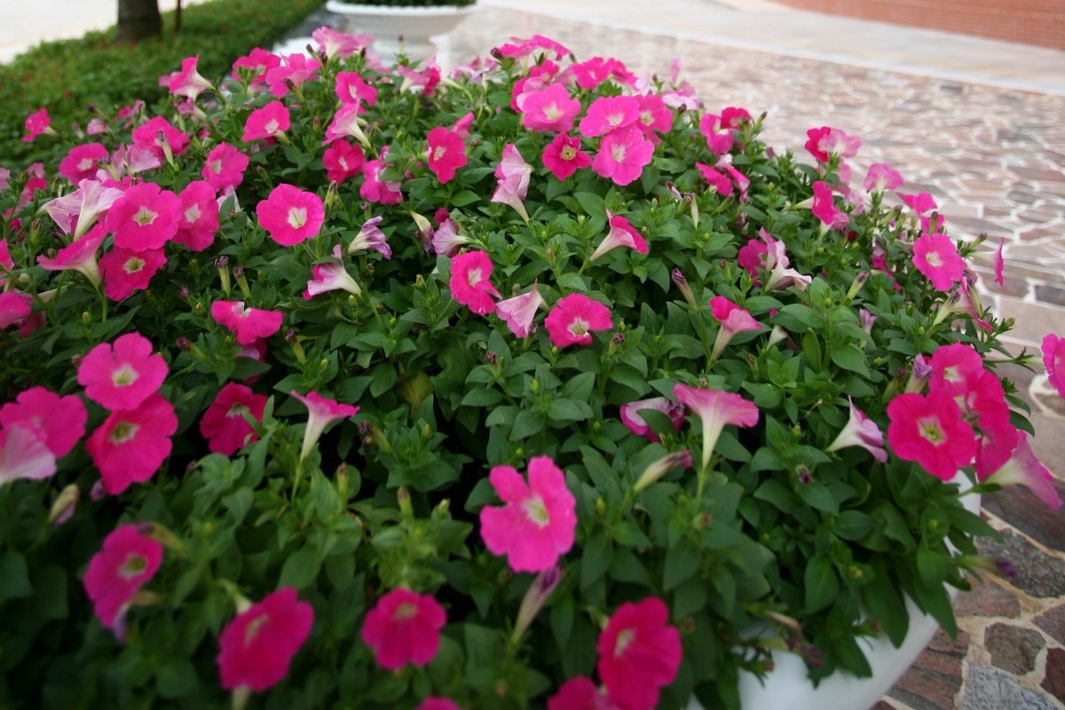 高职高考必看｜全面了解广东舞蹈戏剧职业学院