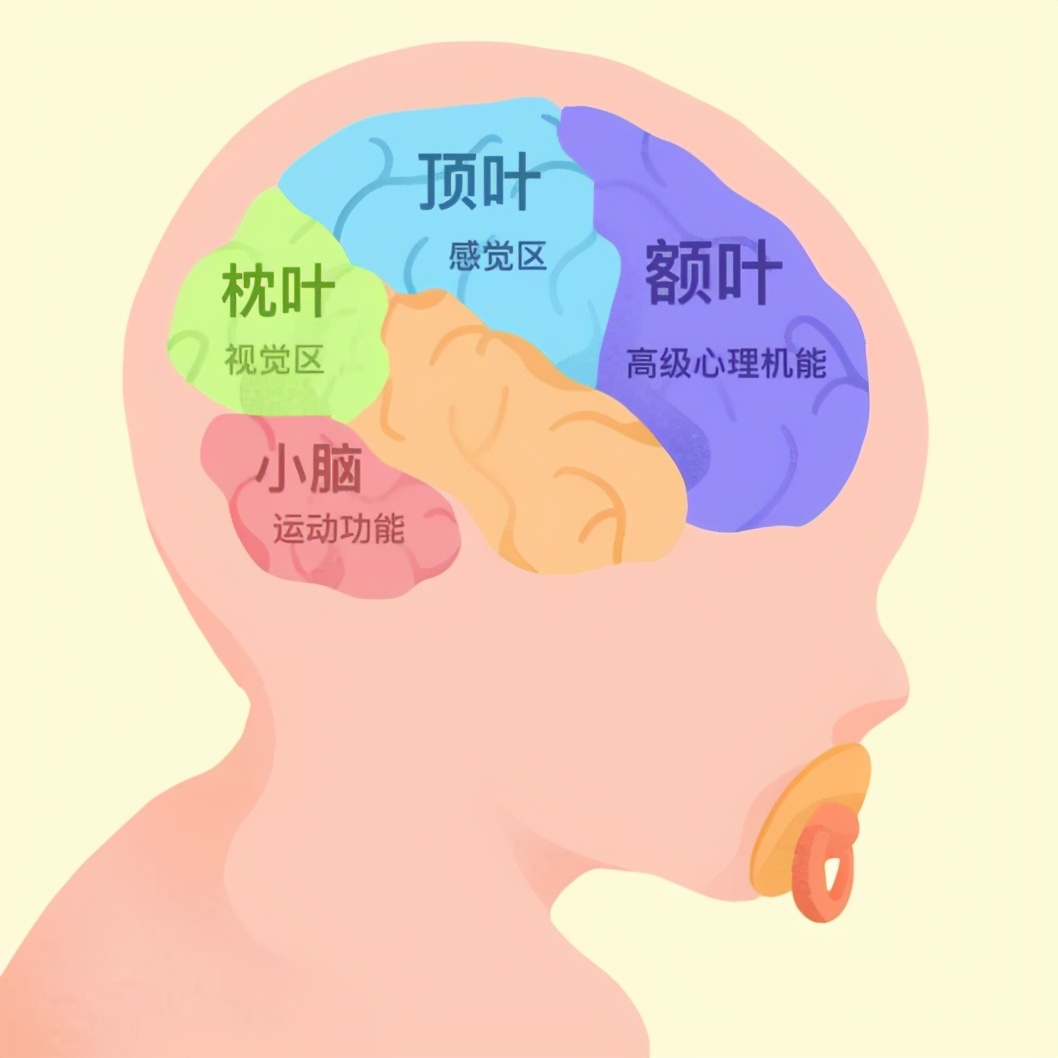 高智商与普通人的大脑究竟有何不同?