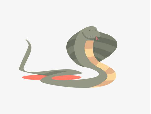 海关截获4米长眼镜王蛇，以眼镜蛇为食物，眼镜王蛇究竟多恐怖？