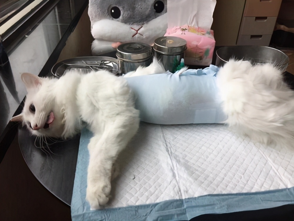 如果猫咪不做绝育的话，7年后会有什么变化？