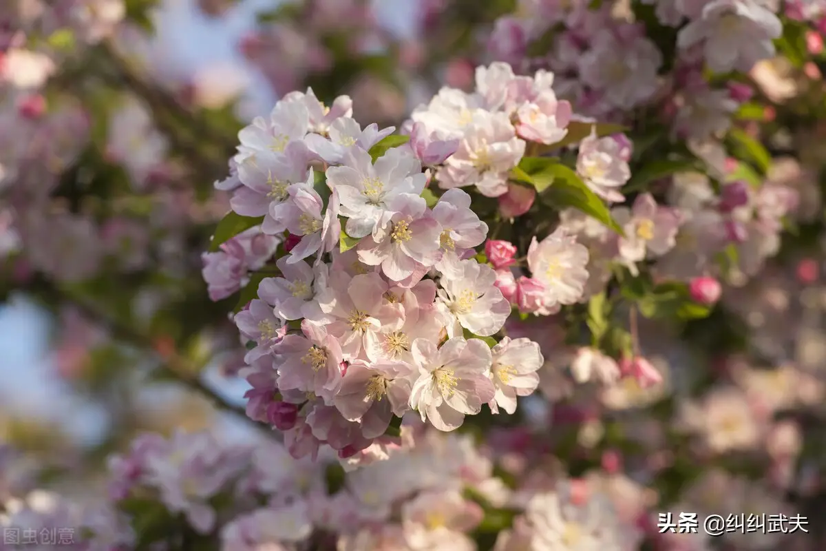 海棠苏轼故事赏析（苏轼写海棠的情感）