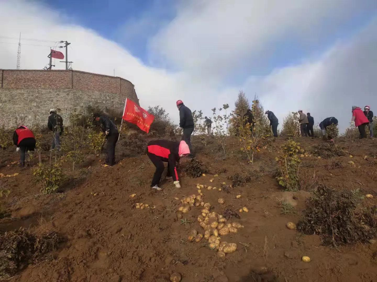 西固区金沟乡熊子湾村：“薯”你最美 学史力行助振兴