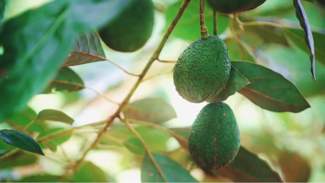 《上新吧!山川湖海》开播 世界美食走近「寻常百姓」