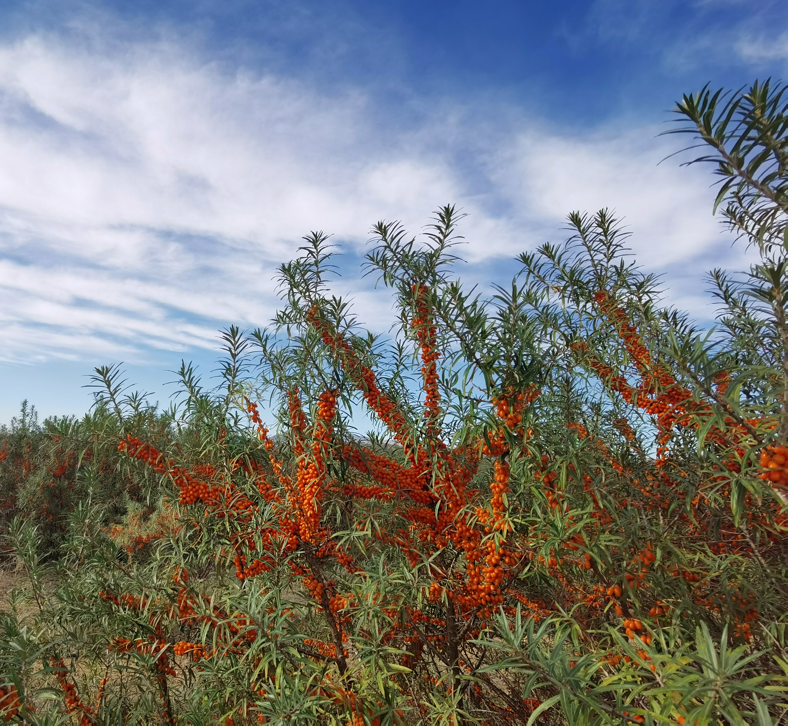 名震新疆的沙棘和沙枣,你还在傻傻分不清?