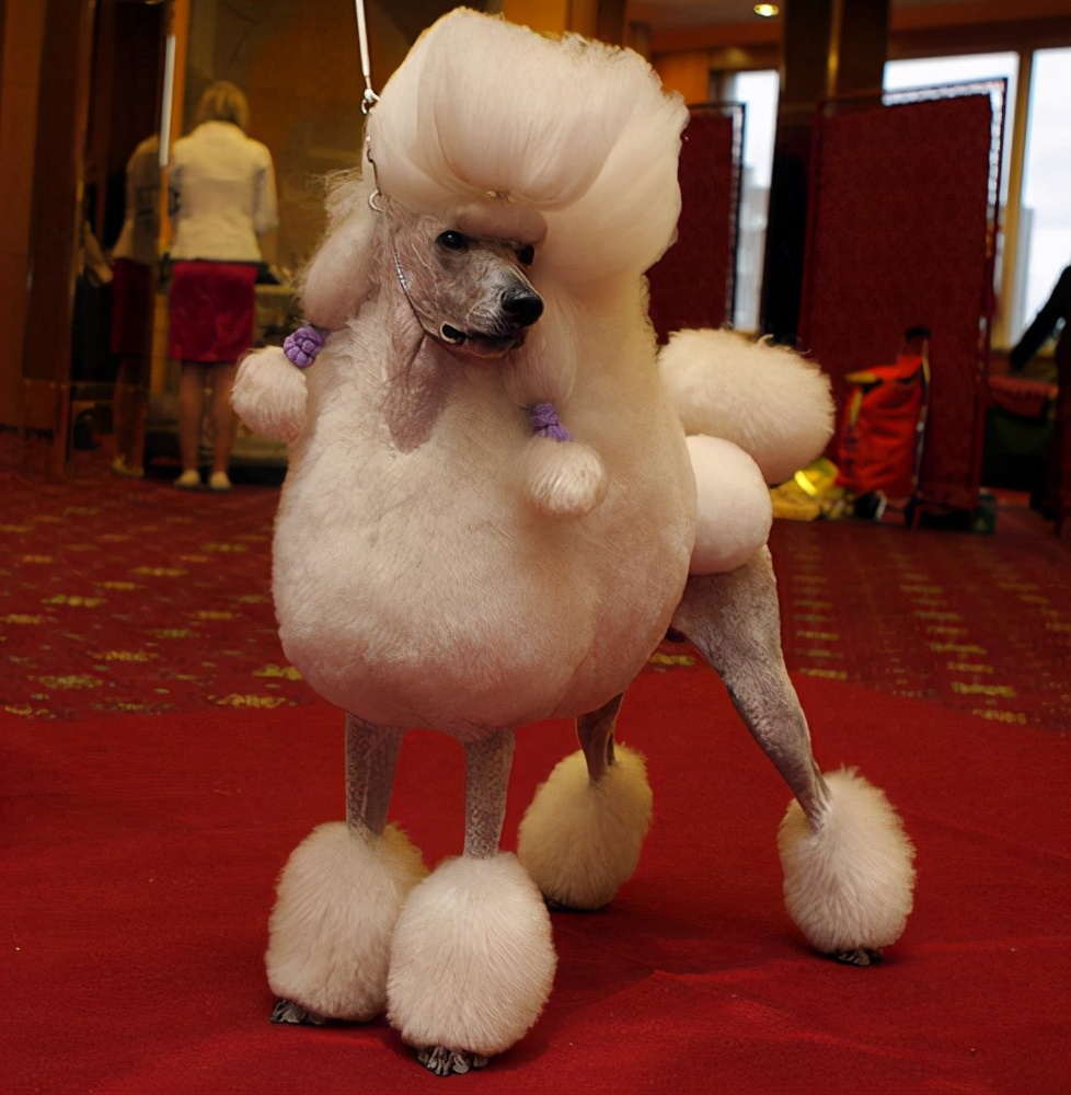 贵宾犬的性格特点,形态特征及注意事项,养之前你需要了解的知识