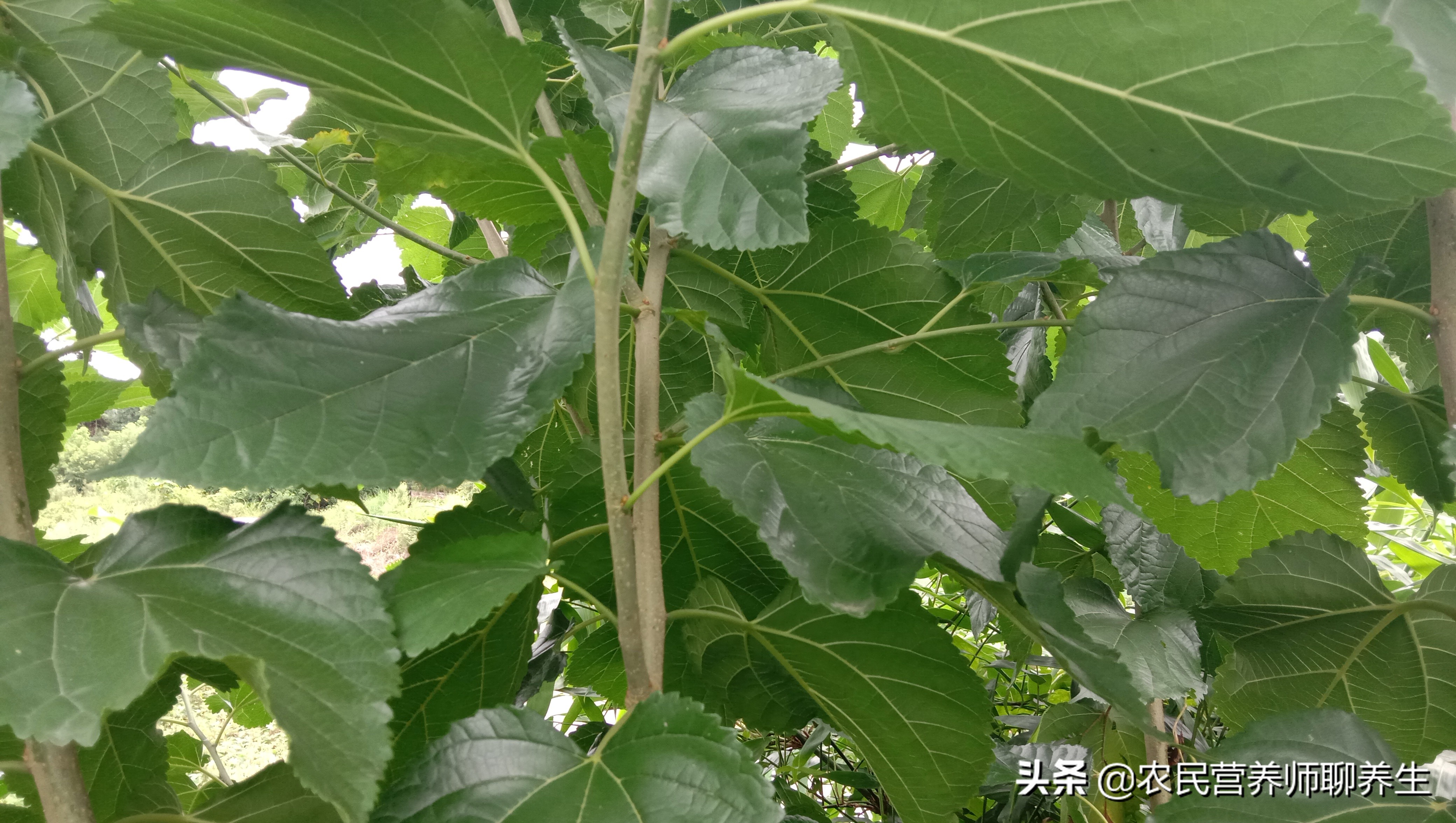 叶子都还是绿油油的,今天来不是来摘桑叶的,而是来剪些桑枝晒干备用