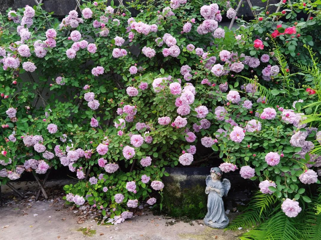 海妈花园访问｜想种花没地方？重庆小学老师在学校楼顶造了座花园