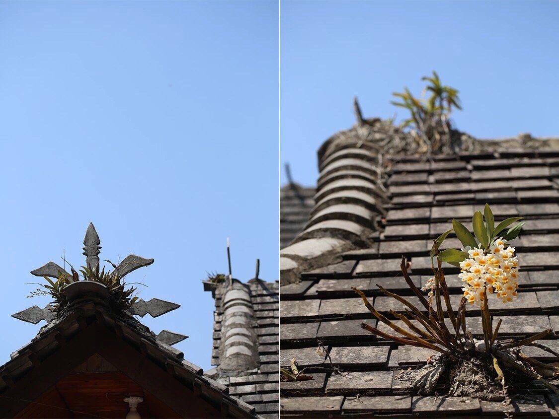 寻香景迈 | 景迈山是云南最美的茶山，云海养心，姑娘养眼